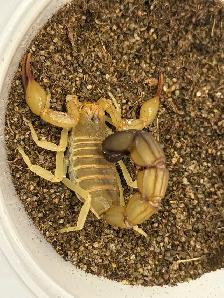 Yellow Fat-Tail Scorpions!