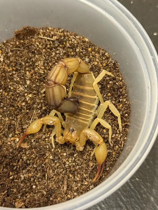 Yellow Fat-Tail Scorpions! - Photo 2