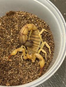 Yellow Fat-Tail Scorpions! - Photo 2