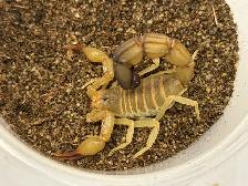 Yellow Fat-Tail Scorpions! - Photo 3