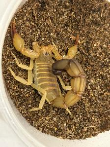 Yellow Fat-Tail Scorpions! - Photo 4