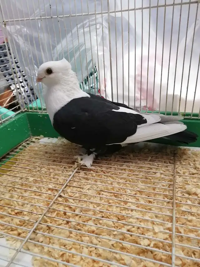 Oriental Satinette Pigeon for sale