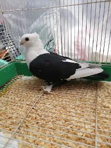 Oriental Satinette Pigeon for sale