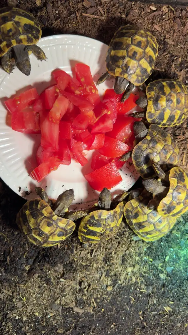 Eastern Hermann’s Tortoises!