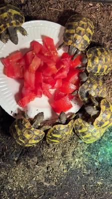 Eastern Hermann’s Tortoises!