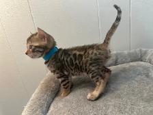 3 bb bengal mâle - Photo 2