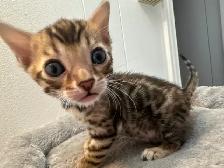 3 bb bengal mâle - Photo 3