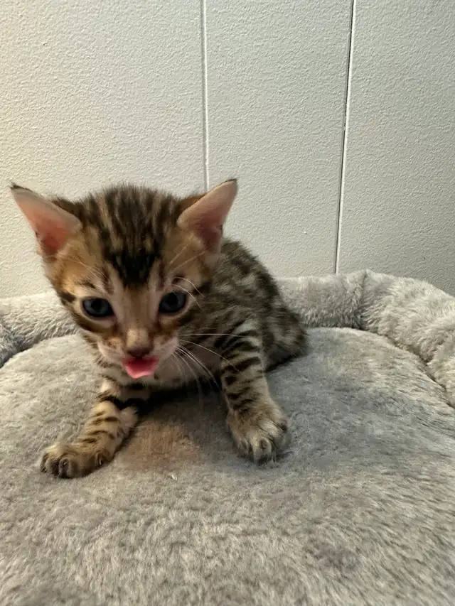 3 bb bengal mâle - Photo 5