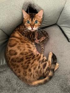 3 bb bengal mâle - Photo 8