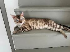 3 bb bengal mâle - Photo 10