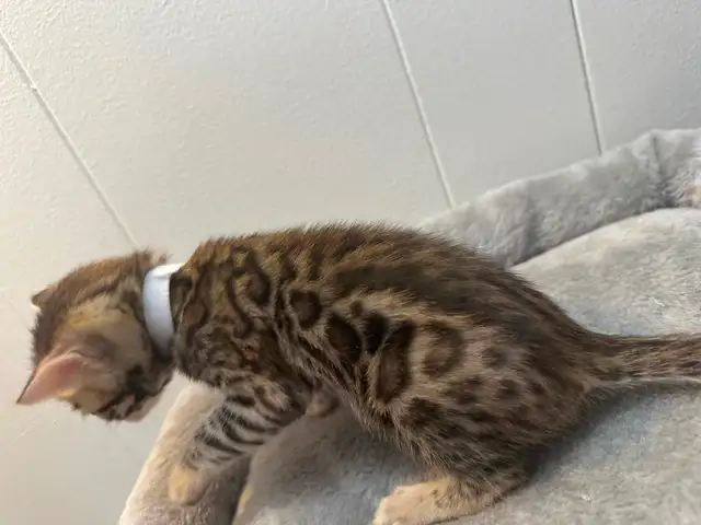 3 bb bengal mâle - Photo 2