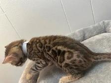 3 bb bengal mâle - Photo 2