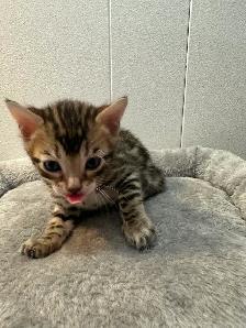 3 bb bengal mâle - Photo 3