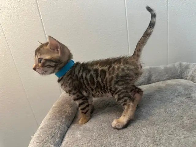 3 bb bengal mâle - Photo 4