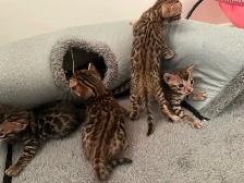 3 bb bengal mâle - Photo 9