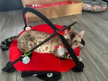 3 bb bengal mâle - Photo 10