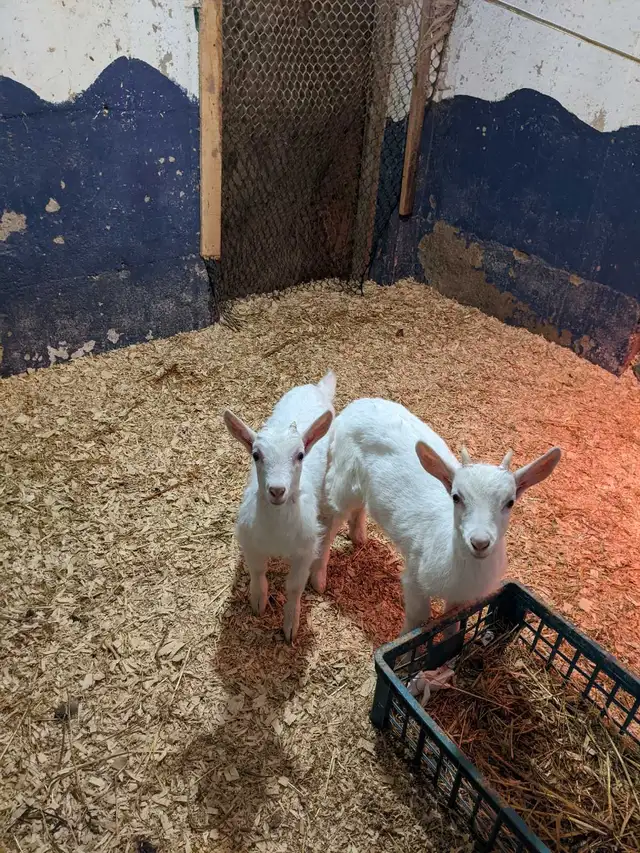 Two Buck Kids for Sale