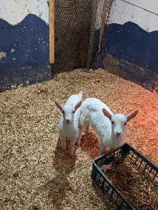 Two Buck Kids for Sale