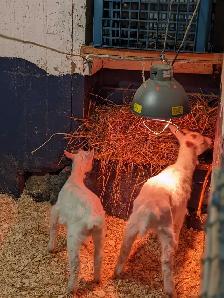 Two Buck Kids for Sale - Photo 2