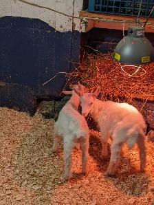 Two Buck Kids for Sale - Photo 3