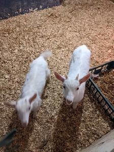 Two Buck Kids for Sale - Photo 4