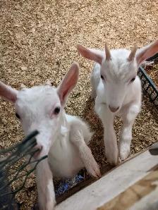 Two Buck Kids for Sale - Photo 5