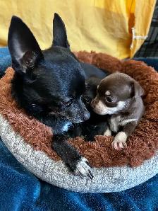 2 baby chihuahuas available