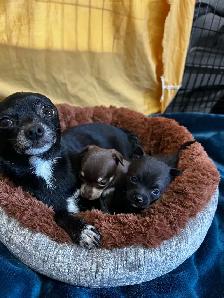 2 baby chihuahuas available - Photo 2
