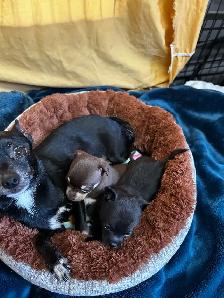 2 baby chihuahuas available - Photo 4