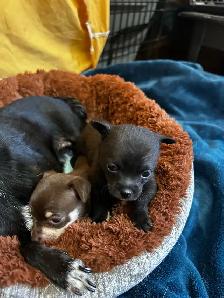 2 baby chihuahuas available - Photo 5
