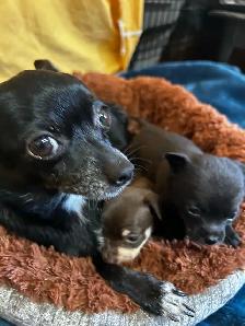 2 baby chihuahuas available - Photo 6