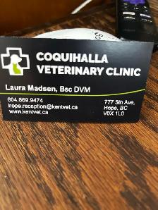 2 baby chihuahuas available - Photo 7