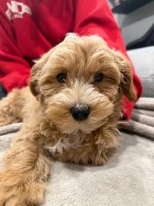 Poodle/Bichon Frisé For Sale