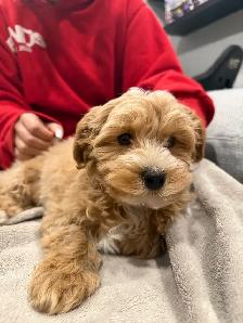 Poodle/Bichon Frisé For Sale - Photo 2