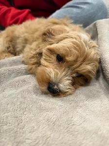 Poodle/Bichon Frisé For Sale - Photo 3