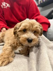 Poodle/Bichon Frisé For Sale - Photo 4