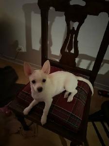 petite femelle 4 mois croisée  urgent