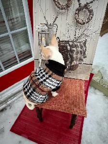 petite femelle 4 mois croisée  urgent - Photo 2