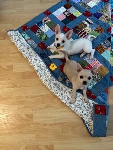 petite femelle 4 mois croisée  urgent - Photo 3