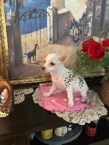 petite femelle 4 mois croisée  urgent - Photo 4