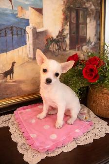 petite femelle 4 mois croisée  urgent - Photo 5