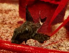 3'-4' L090 papa chico royal plecos - Photo 2