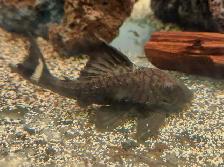 3'-4' L090 papa chico royal plecos - Photo 3