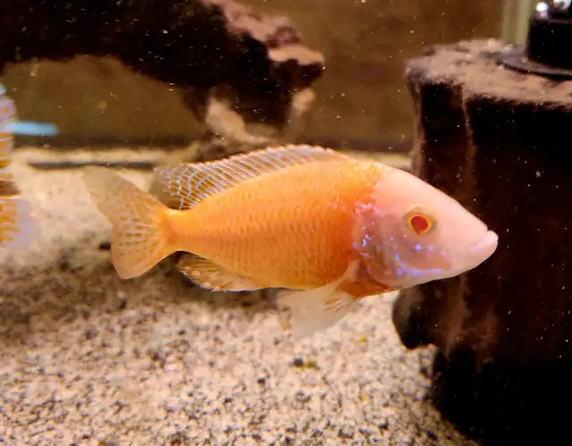 albino red shoulder peacock males 3'-4'