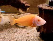 albino red shoulder peacock males 3'-4' - Photo 1