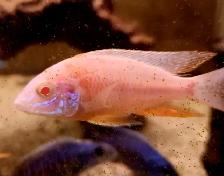 albino red shoulder peacock males 3'-4' - Photo 2