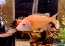 albino red shoulder peacock males 3'-4' - Photo 3