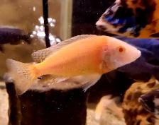 albino red shoulder peacock males 3'-4' - Photo 4