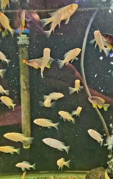 albino red shoulder peacock males 3'-4' - Photo 5