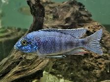 Colored male African cichlids 3'-4'